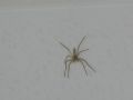 Tibellus sp.